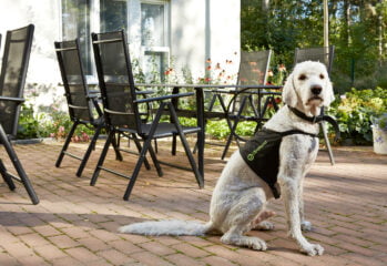 Vit hund med svart väst med texten "Vårdhund" sitter på en uteplats