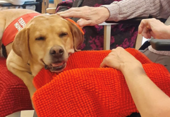 Terapihunden Majken ligger på en matta i en persons knä och blir klappad