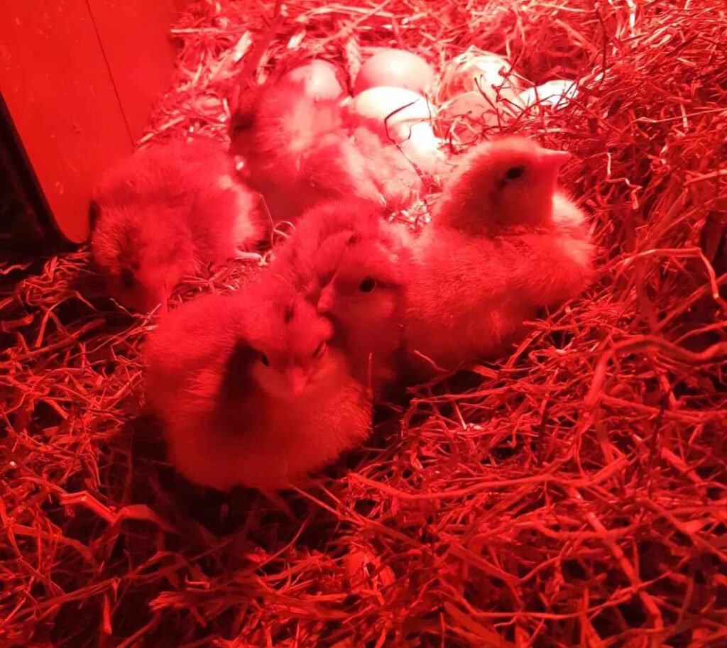 nykläckta kycklingar på halm i ultrarött ljus