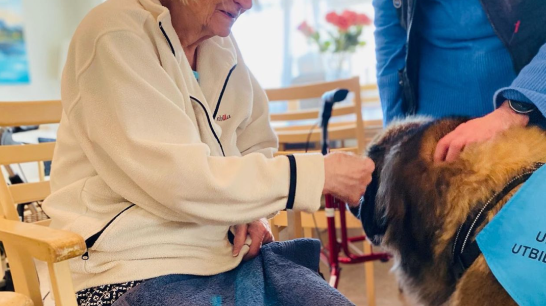 Äldre kvinna klappar en terapihund