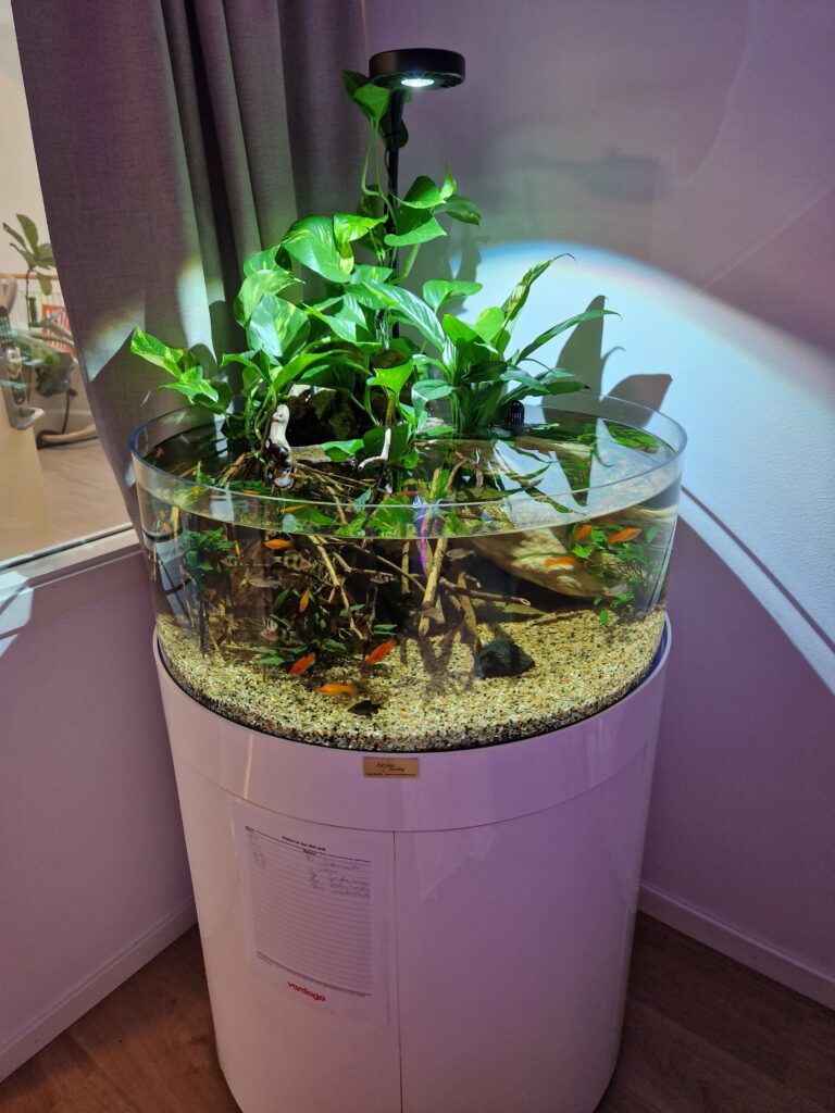 Akvarium med växter och fiskar