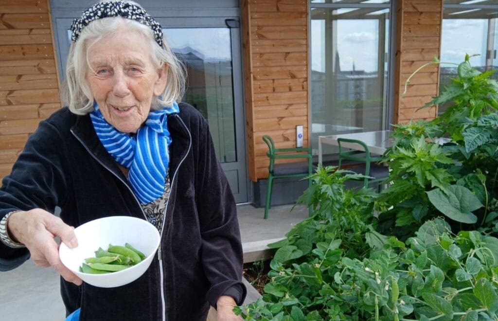 Kvinnlig boende på Vardaga Villa Djäknegatan med grått hår, svart jacka och blå scarf, står bredvid odlingen med vit skål med sockerärtor i handen vid odlingarna på takterrassen på Villa Djäknegatan