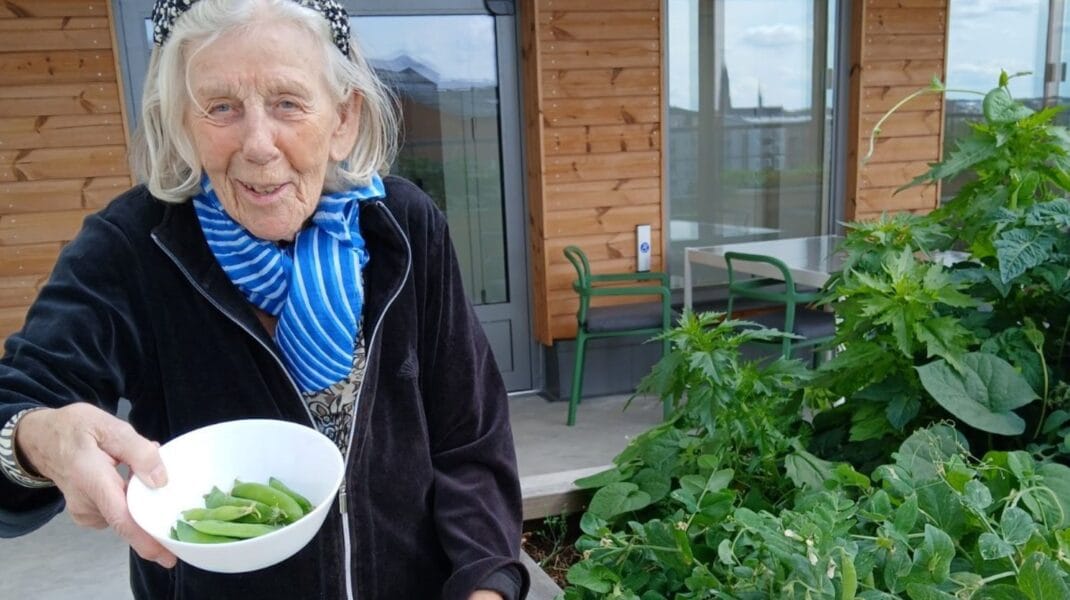 Kvinnlig boende på Vardaga Villa Djäknegatan med grått hår, svart jacka och blå scarf, står bredvid odlingen med vit skål med sockerärtor i handen vid odlingarna på takterrassen på Villa Djäknegatan