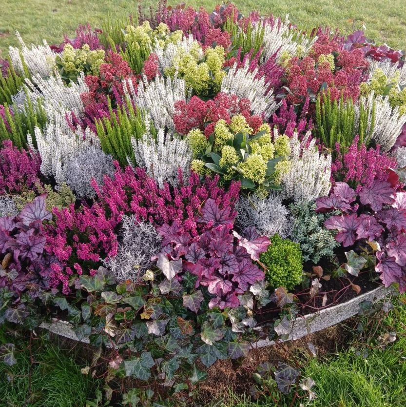 En planteringslåda fylld med färgstarka höstblommor i nyanser av lila, vitt, grönt och rosa. Växterna står tätt och bildar ett livfullt mönster.