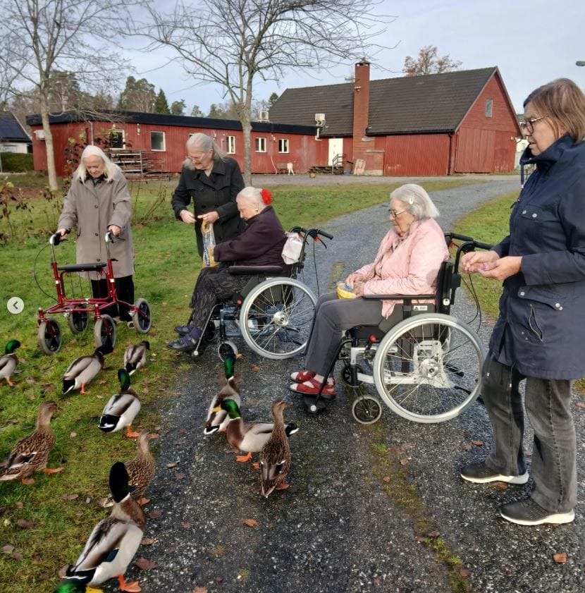 Fyra boende, två med rullator och två i rullstol, matar änder vid en grusväg utomhus. I bakgrunden syns röda trähus.