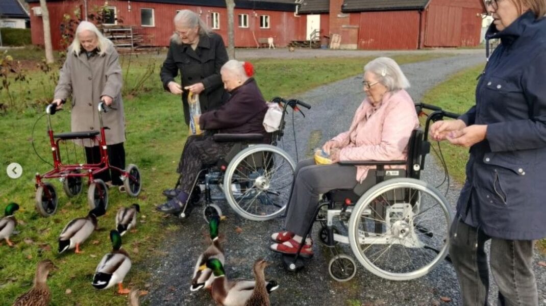 Fyra boende, två med rullator och två i rullstol, matar änder vid en grusväg utomhus. I bakgrunden syns röda trähus.