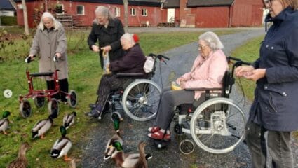 Fyra boende, två med rullator och två i rullstol, matar änder vid en grusväg utomhus. I bakgrunden syns röda trähus.