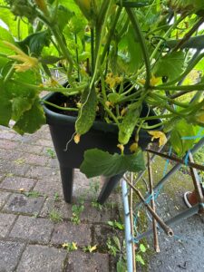 Flera gurkor växer på en frodig gurkplanta i en odlingslåda utomhus.